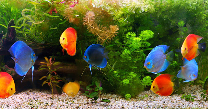 E & E Tropical Fish - $25 Gift certificate