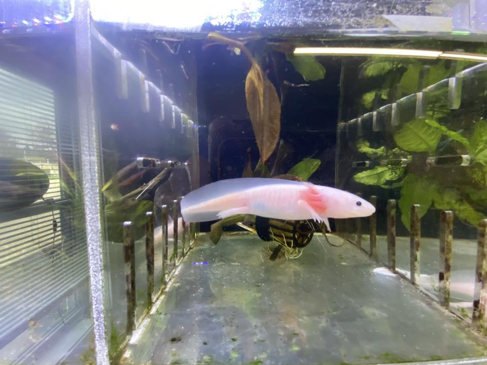 E & E Tropical Fish - $25 Gift certificate