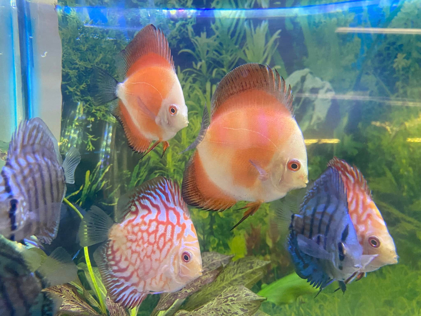 E & E Tropical Fish - $25 Gift certificate