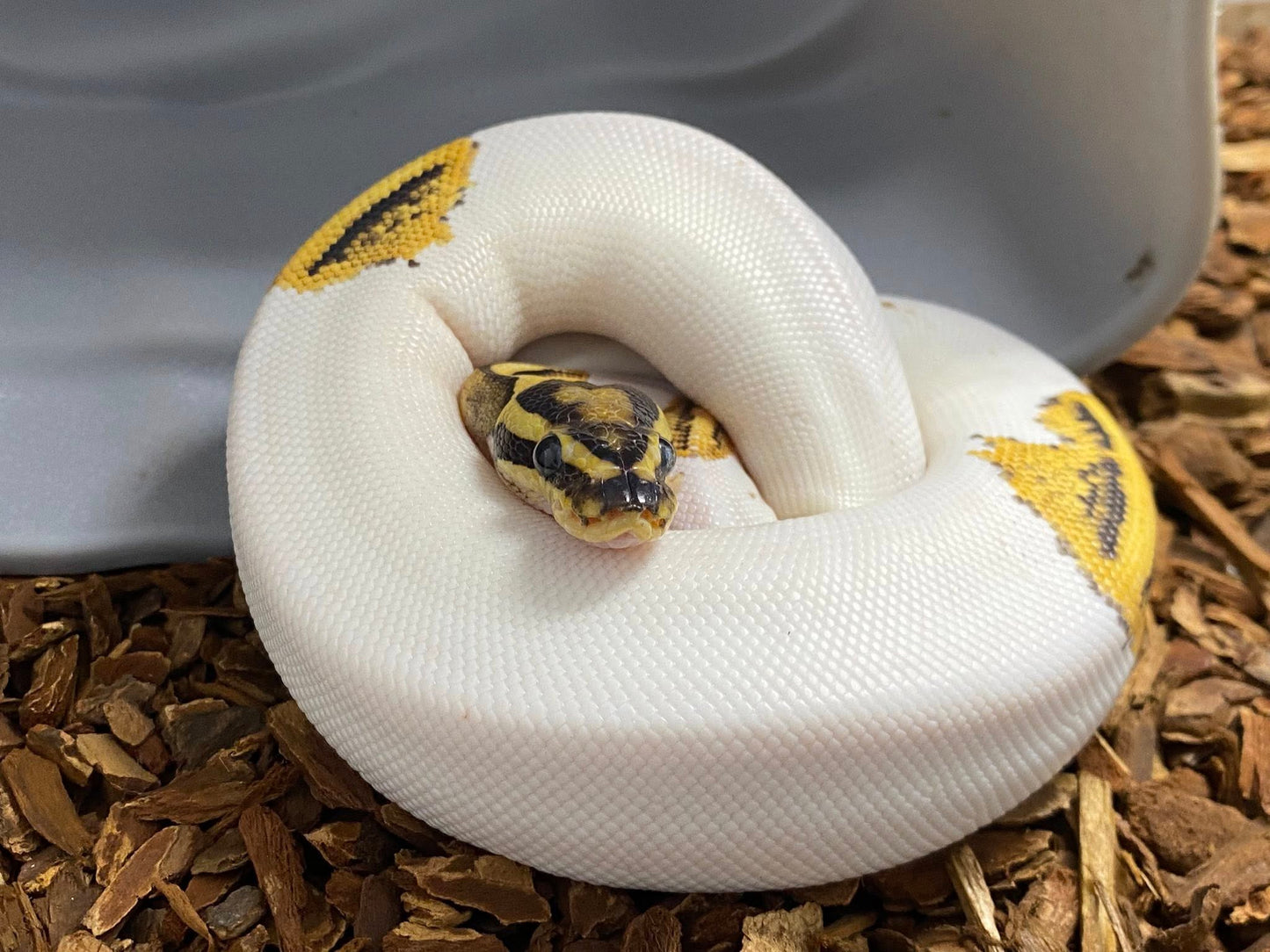 E & E Tropical Fish - $25 Gift certificate