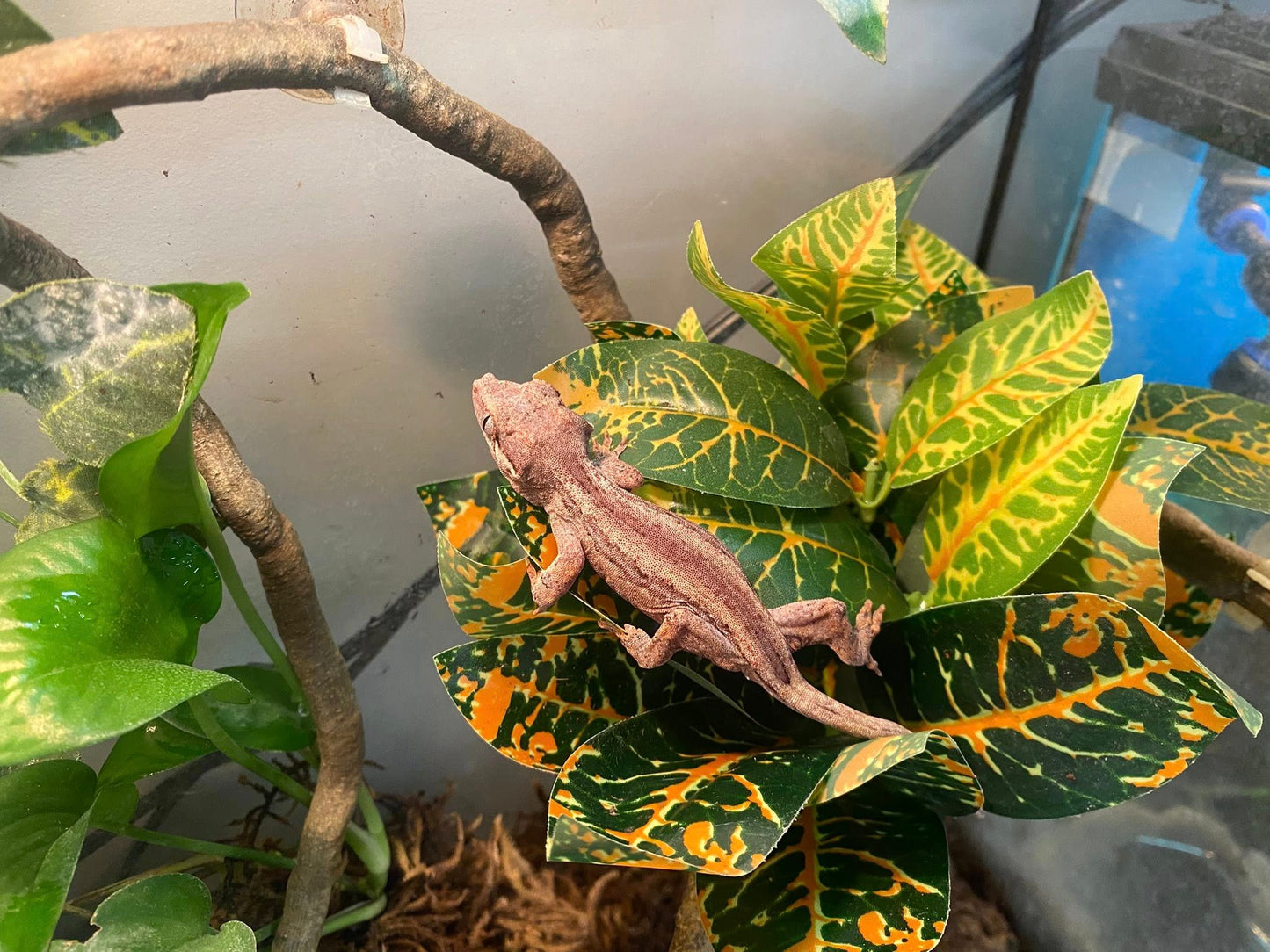 E & E Tropical Fish - $25 Gift certificate