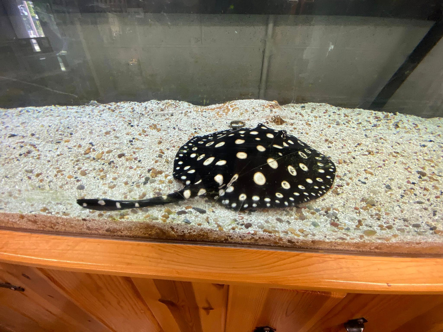 E & E Tropical Fish - $25 Gift certificate