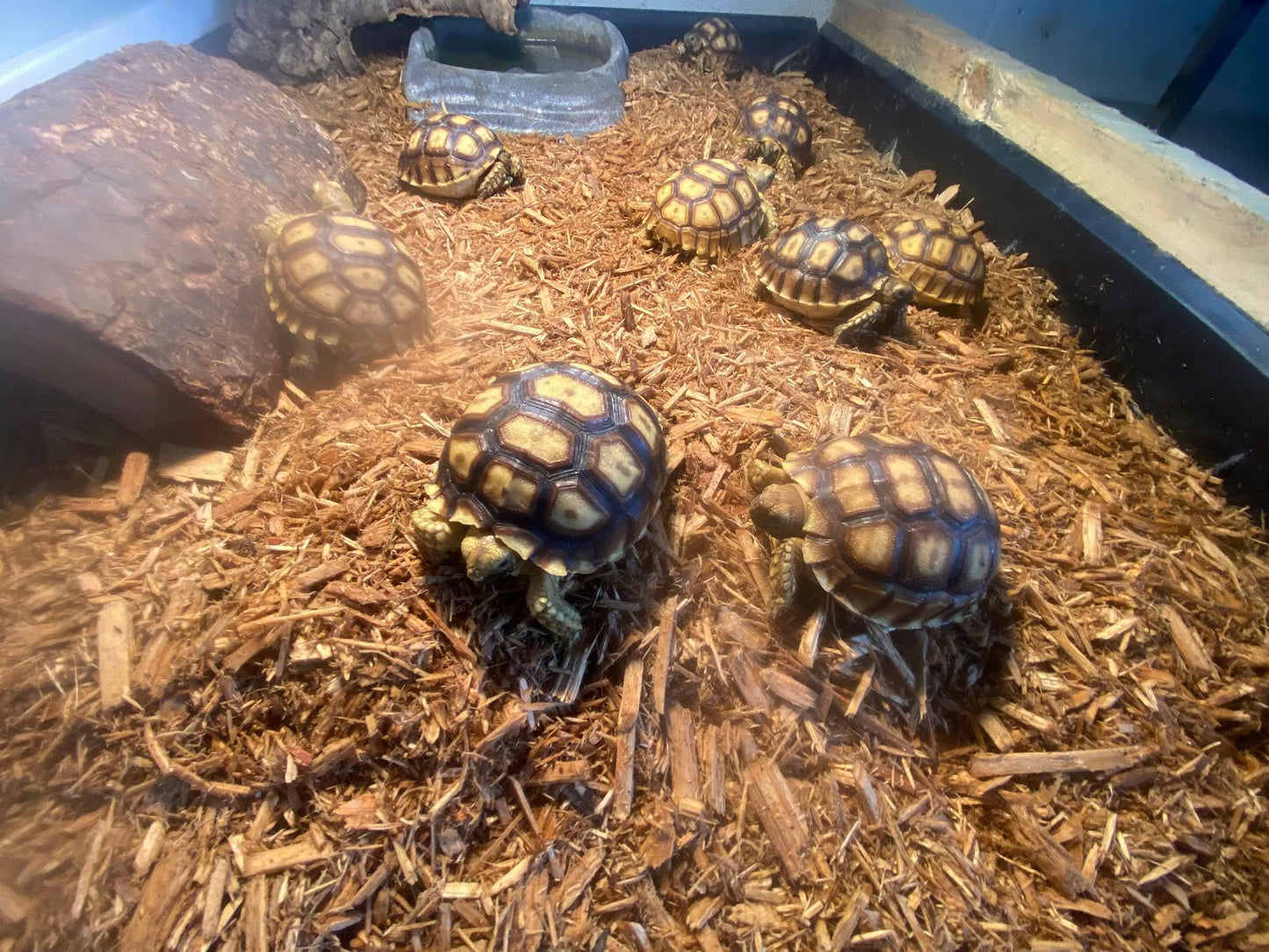 E & E Tropical Fish - $25 Gift certificate